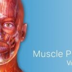 Muscle Premium - Human Anatomy, Kinesiology, Bones